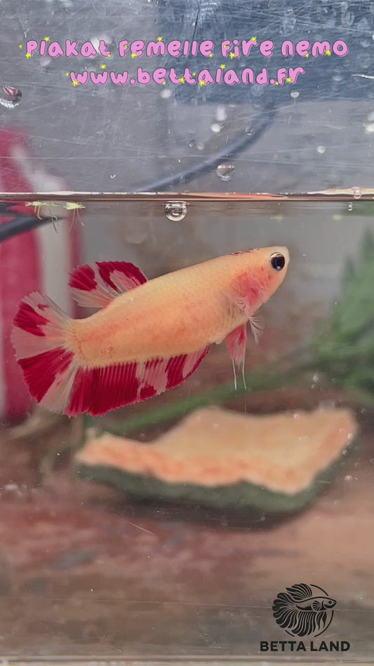 41. Betta plakat femelle nemo fire