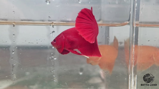 Betta plakat male super red PKM83a
