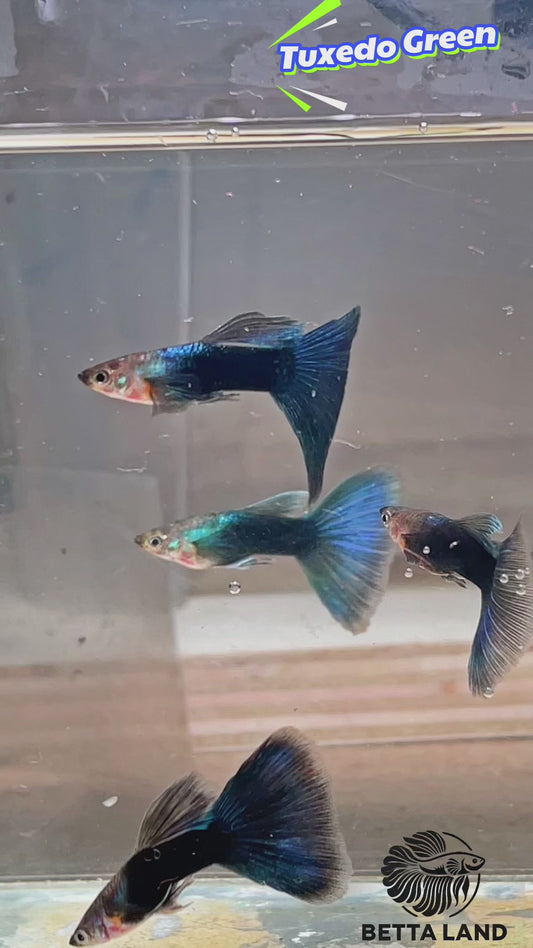 Guppy male Tuxedo Green