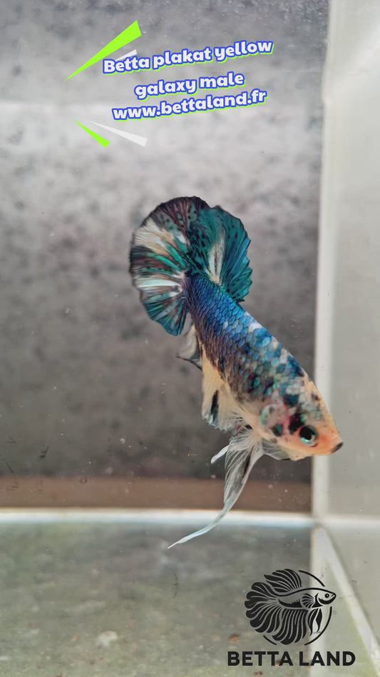 11. Betta plakat male yellow galaxy