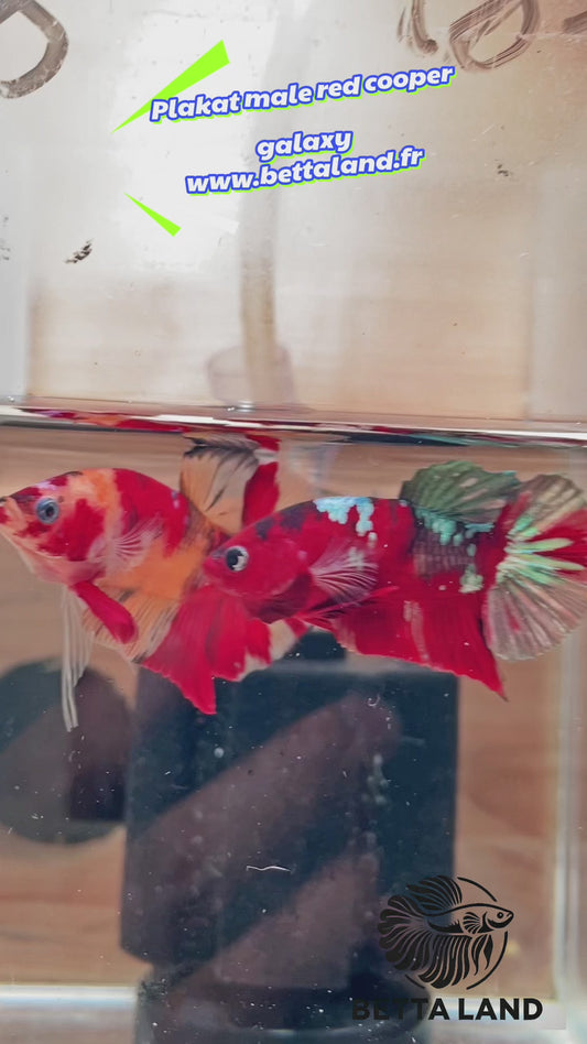 37. Betta plakat male red cooper galaxy