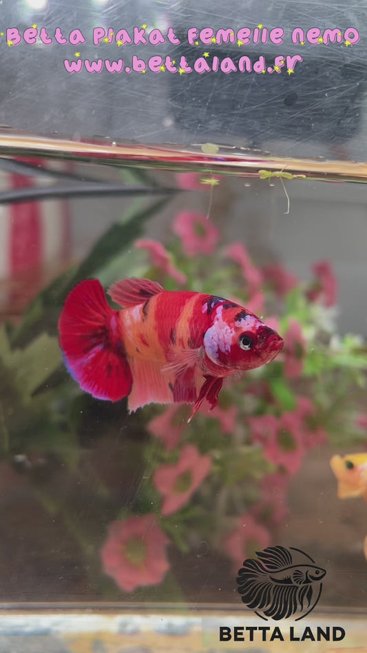 11. Betta plakat femelle Nemo galaxy