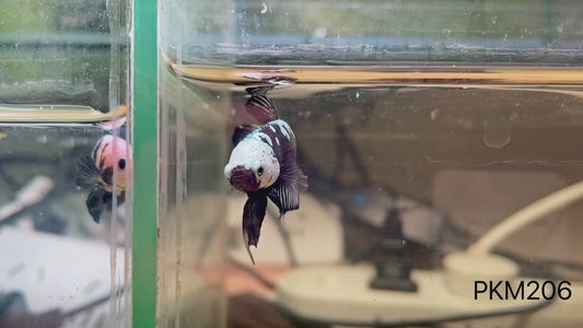 Betta plakat male samurai mask PKM206