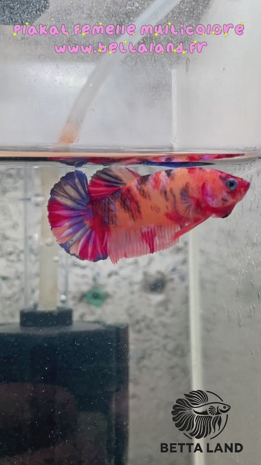 16. Betta plakat femelle multicolor
