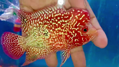 Flowerhorn Golden Base – Mâle – ~10 cm