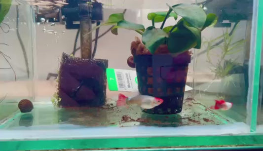 Guppy femelle Koi Silverado shortbody