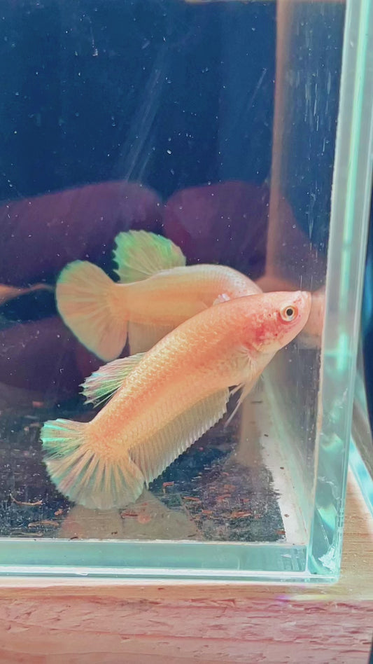 42. Betta plakat femelle super gold