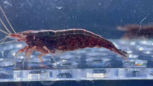 Neocardina Chocolat (par lot de 3)