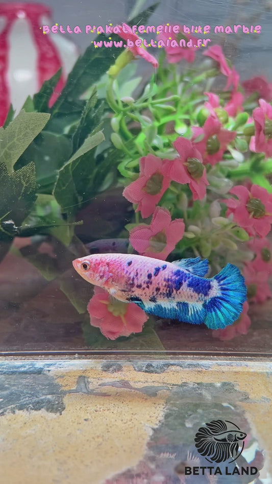 12. Betta plakat blue marble