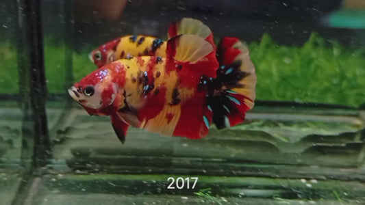 Betta plakat male nemo galaxy PKM48