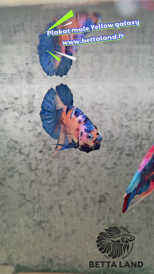 9. Betta plakat male yellow galaxy