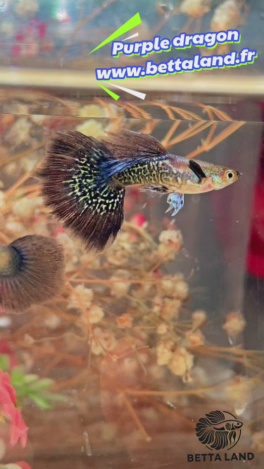 Guppy femelle purple dragon