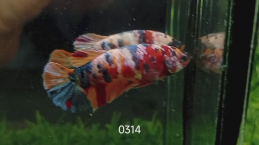 Betta plakat nemo femelle PKF33