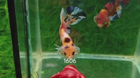 Betta Plakat Mettalic multicolore mâle – Précommande - arrivage 14/09