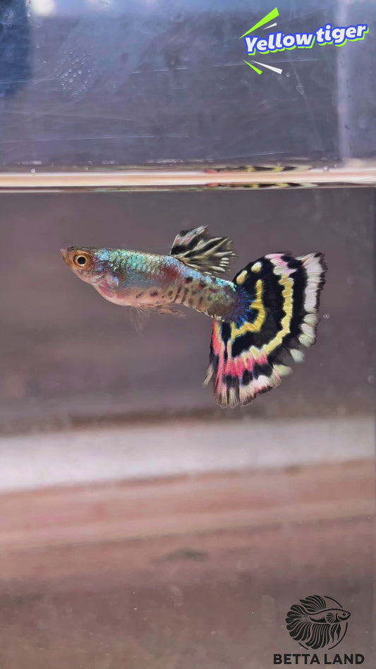 Guppy male yellow tiger