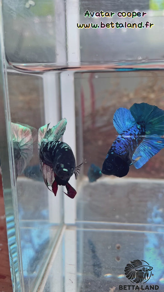 33. Betta plakat mâle avatar Cooper