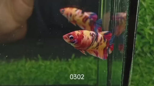 Betta plakat femelle nemo PKF41