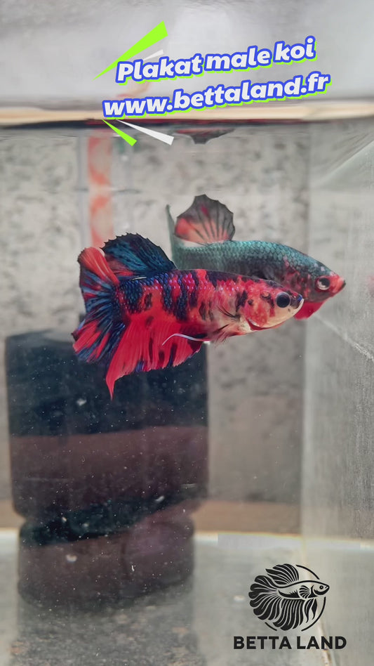10. Betta plakat male koi