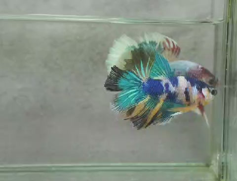 Betta halfmoon male blue marble HMM 22