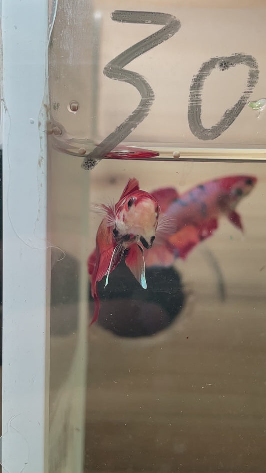 30. Betta sauvage hybrid male nemo