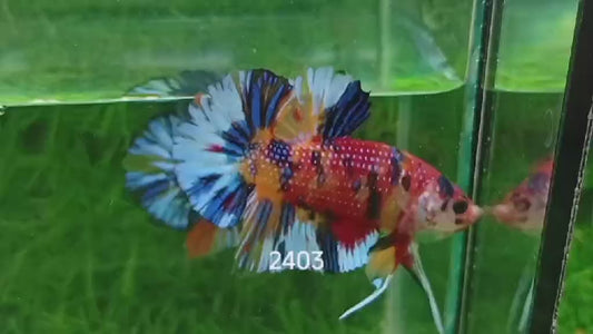 Betta Plakat Mettalic Multicolore mâle – Précommande - arrivage 14/09