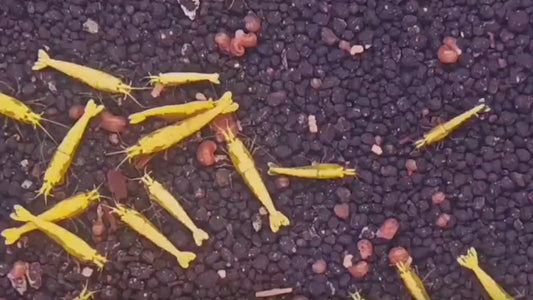 Neocardina golden line (par lot de 3)