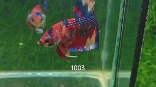 Betta Plakat Mettalic Nemo mâle – Précommande 14/09