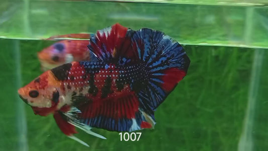 Betta Plakat Mettalic Multicolore mâle – Précommande - arrivage 14/09
