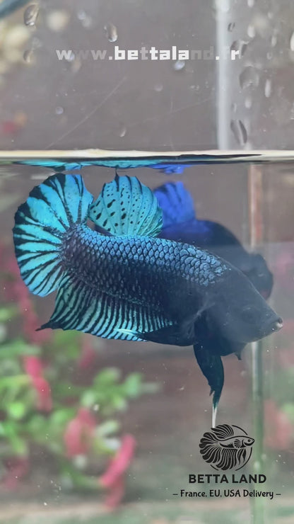 Betta fighter grey – Import Thaïlande