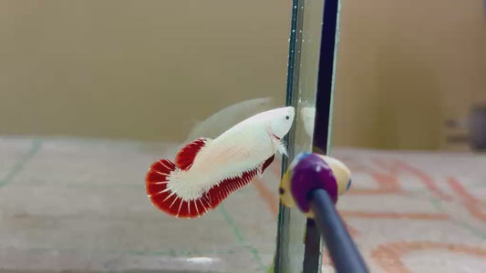 Betta plakat femelle red dragon PKF172