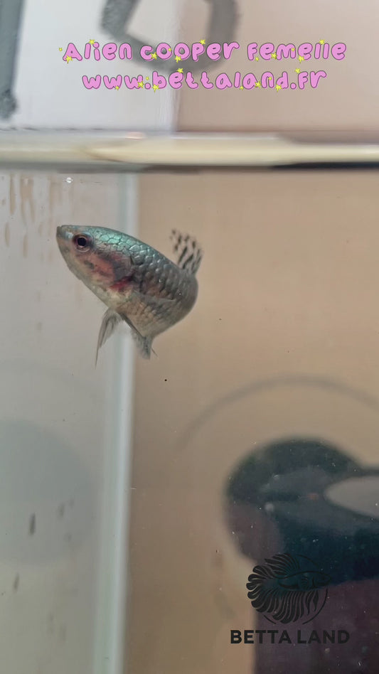 18. Betta sauvage femelle alien cooper