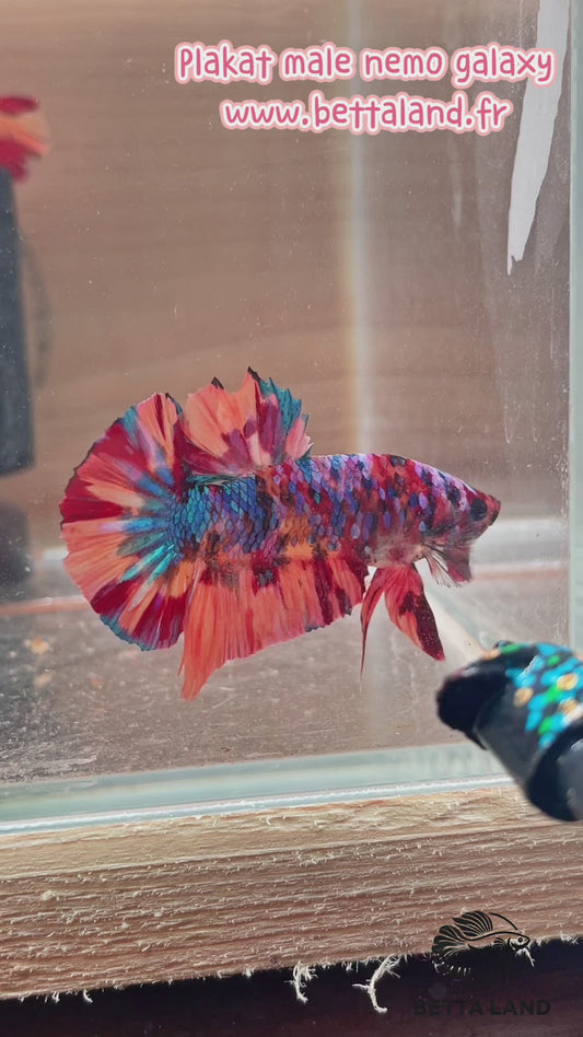 39. Betta plakat male Nemo galaxy