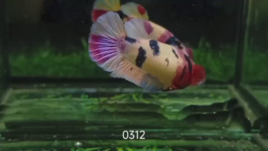 Betta Plakat femelle Nemo PKF39
