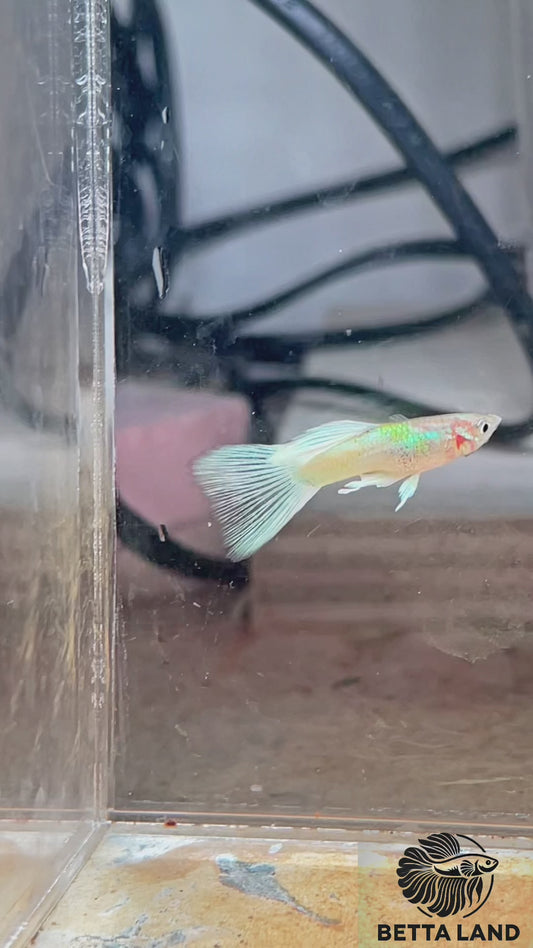 Guppy male yellow pin ku
