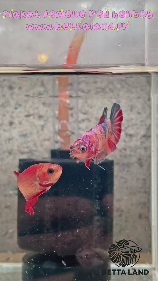 14. Betta plakat femelle red hellboy