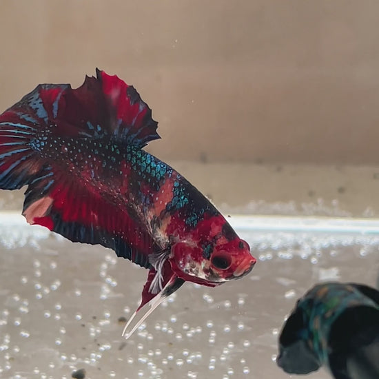 Betta Plakat mâle Nemo Metallic n° 1