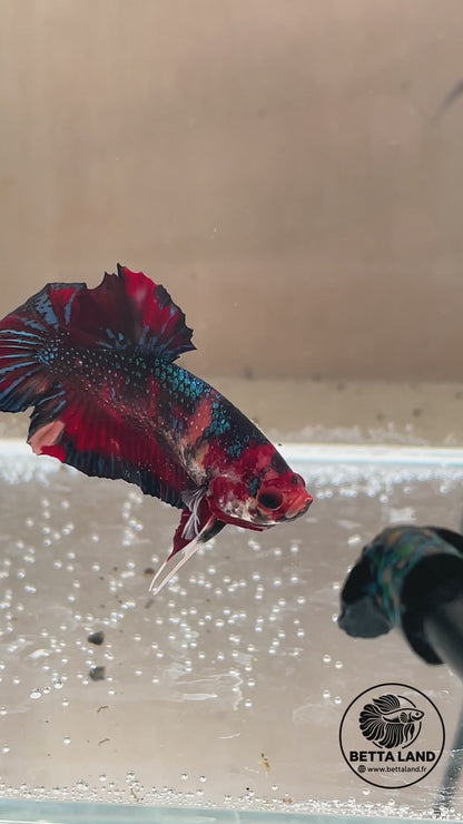 Betta Plakat mâle Nemo Metallic n° 1