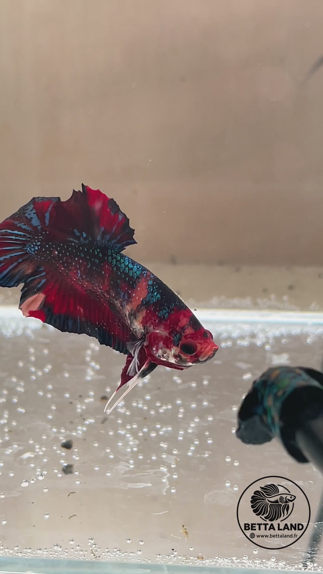 Betta Plakat mâle Nemo Metallic n° 1
