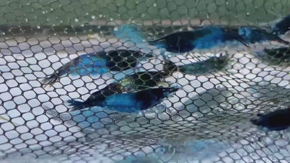 Crevette Neocaridina Blue Rili (lot de 10)