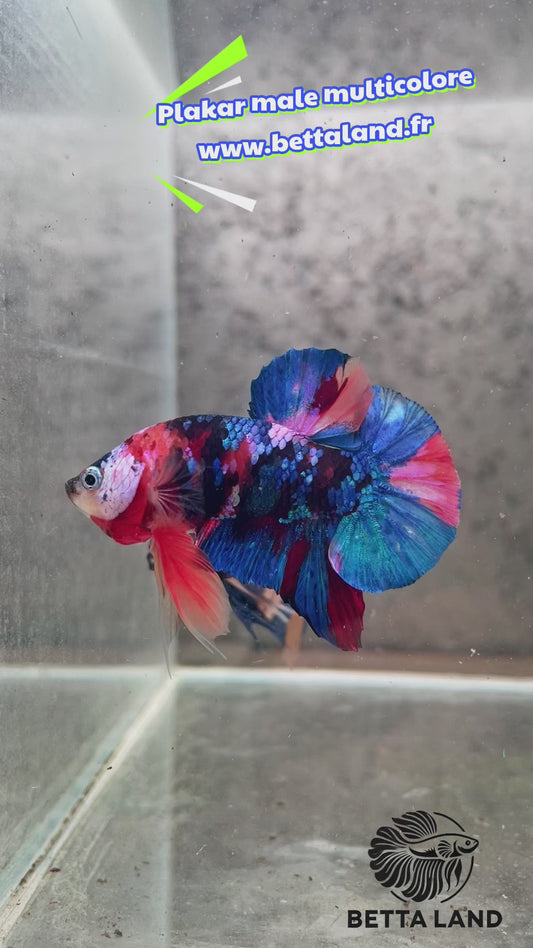 49. Betta plakat male multicolor