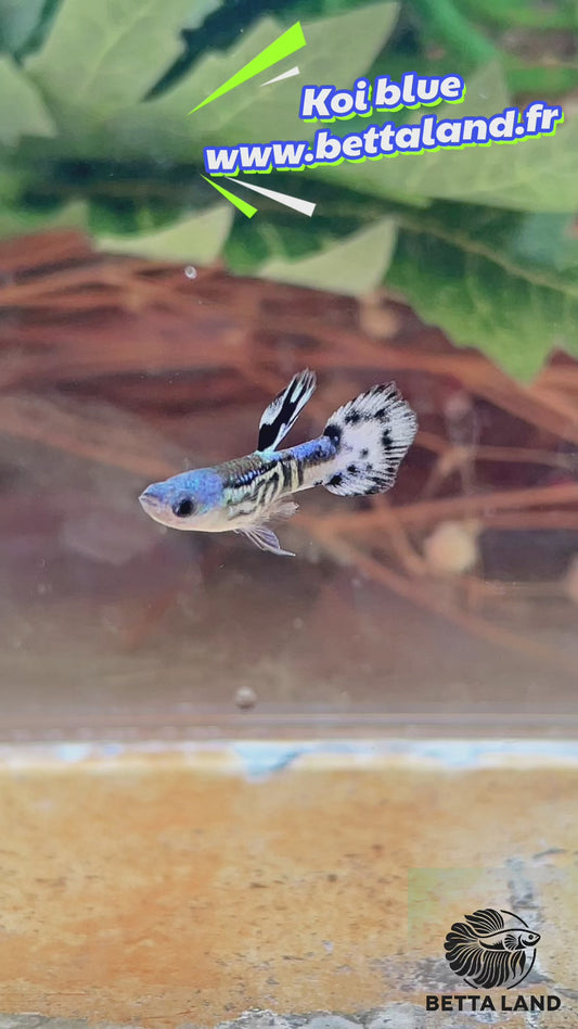 Guppy male koi blue