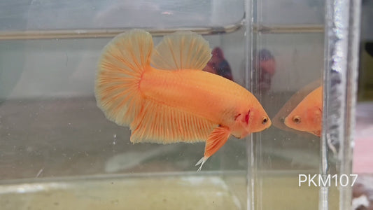 Betta plakat male super yellow PKM107