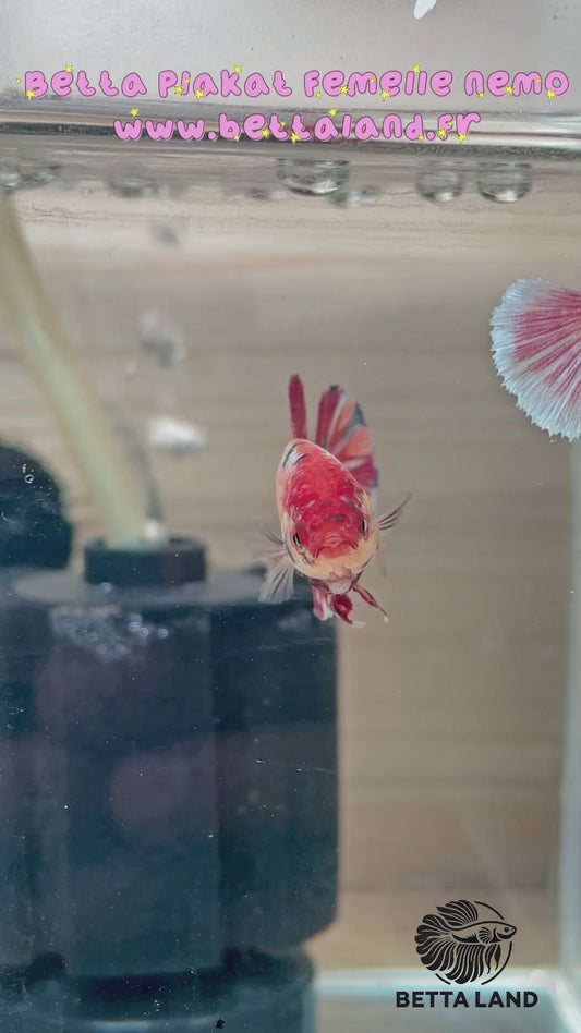 29. Betta plakat femelle Nemo