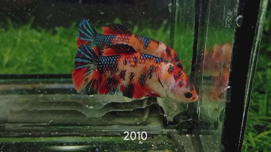 Betta Plakat femelle nemo PKF40