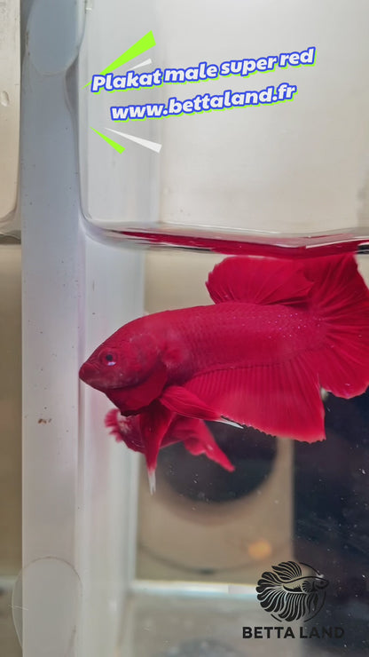 Betta Plakat Super Red mâle – Import Thaïlande