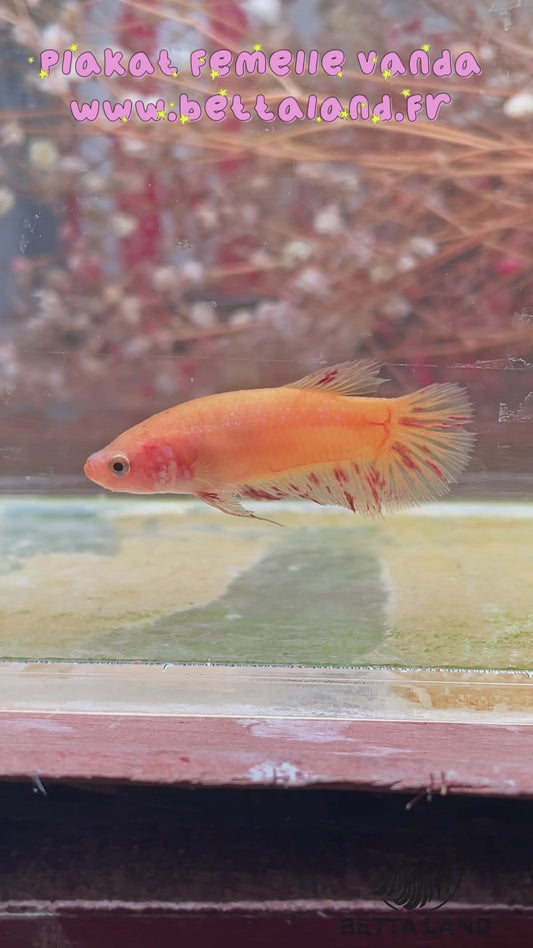 117. Betta plakat femelle vanda