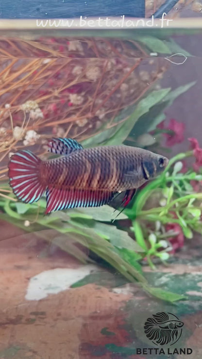 Betta fighter femelle – Import Thaïlande