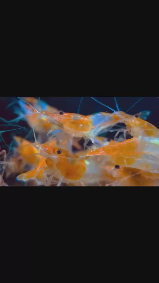 Neocardina rili orange (lot de 3)