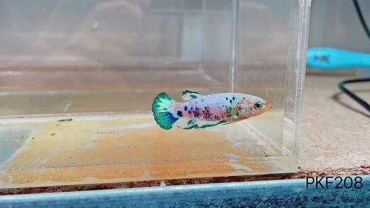 Betta plakat femelle marble dot dot PKF208