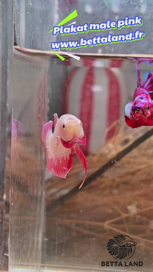 43. Betta plakat male pink